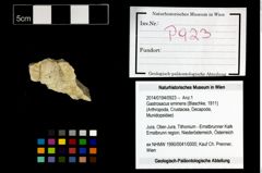 Foto (Objekt + Etikett) von Gastrosacus eminens (Blaschke, 1911)  (NHMW-GEO-2014-0194-0923)